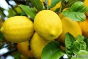 柠檬短视频
:柠檬都有什么用？