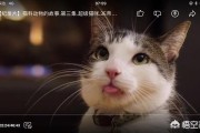 云养猫什么意思:为什么有那么多人云养猫？