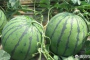 瞄准西瓜:今年南方出现了持续阴雨天气，夏季西瓜价格会不会迎来上涨？2019年种植西瓜收益如何？