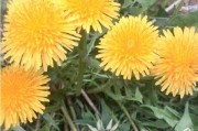 野花短视频
:这个季节的农村，田野路边开满了各式各样的野花，你最喜欢的野花是什么？