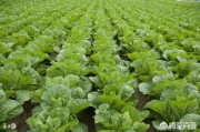 寿光蔬菜网:2018年秋季蔬菜价格居高不下，是否与寿光蔬菜基地被淹有牵连？