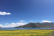 风景花朵短视频
:最美的油菜花海在哪里？可发油菜花照片与小视频吗？