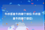 牛欢喜是牛的哪个部位(牛欢喜是牛的哪个部位)