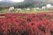 短搞笑视频
:头条搞笑领域在搜集短视频素材时应该怎么做？