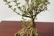 环保小制作视频
:生活中晒一晒自制简易小盆栽？
