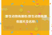 野生动物有哪些(野生动物有哪些图片及名称)