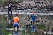 环保短视频:你们家乡农村小溪还有鱼吗？为什么他们拍的小视频小溪抓鱼都很容易抓到呢？