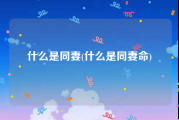 什么是同妻(什么是同妻命)