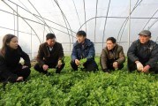 蔬菜销售:农民种的大棚蔬菜到哪里去卖？