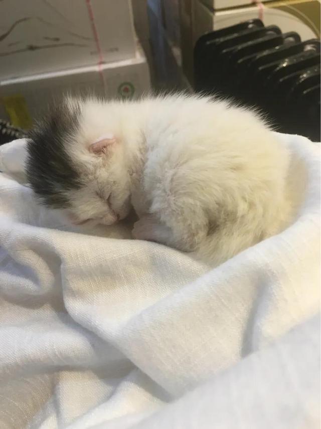 celtx
:把一只刚出生的小奶猫一直养大是什么感觉？  第1张