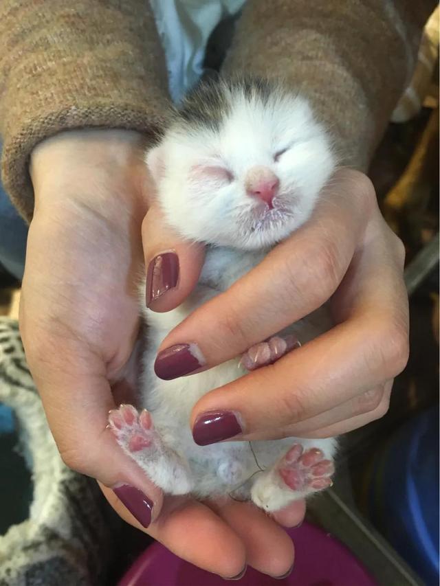 celtx
:把一只刚出生的小奶猫一直养大是什么感觉？  第2张