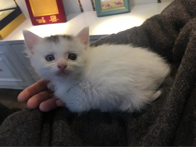 celtx
:把一只刚出生的小奶猫一直养大是什么感觉？  第3张