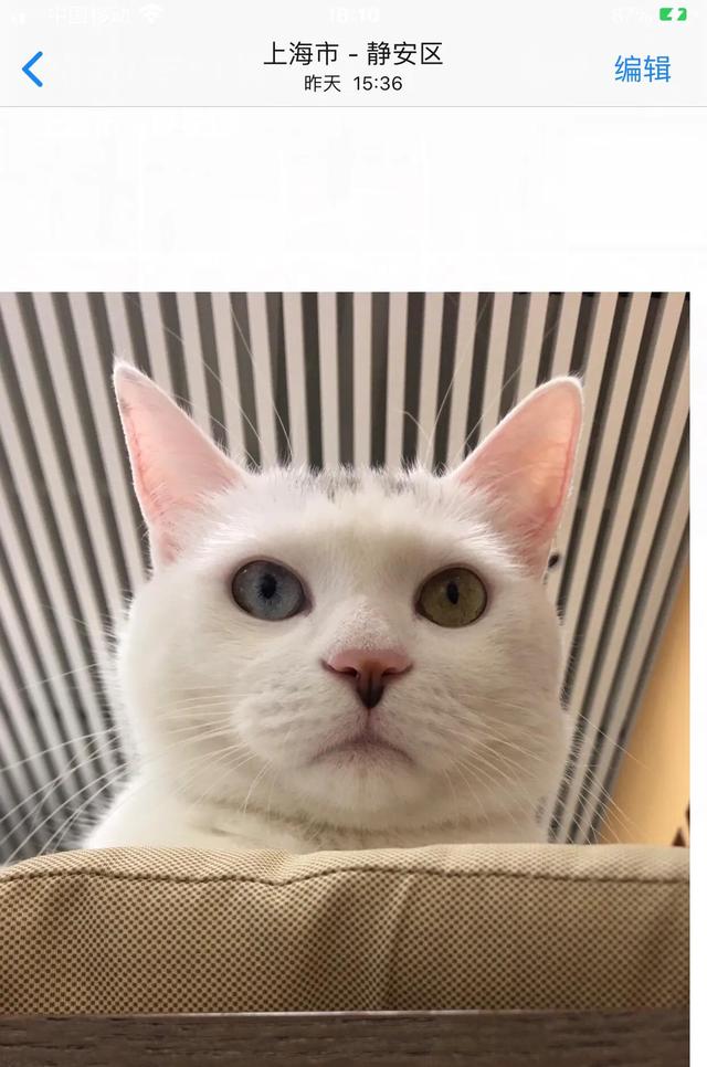 celtx
:把一只刚出生的小奶猫一直养大是什么感觉？  第4张