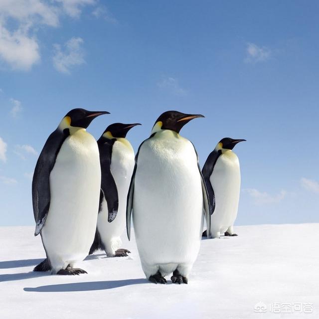 企鹅媒体平台:企鹅媒体平台的推送机制是怎么样的？  第1张