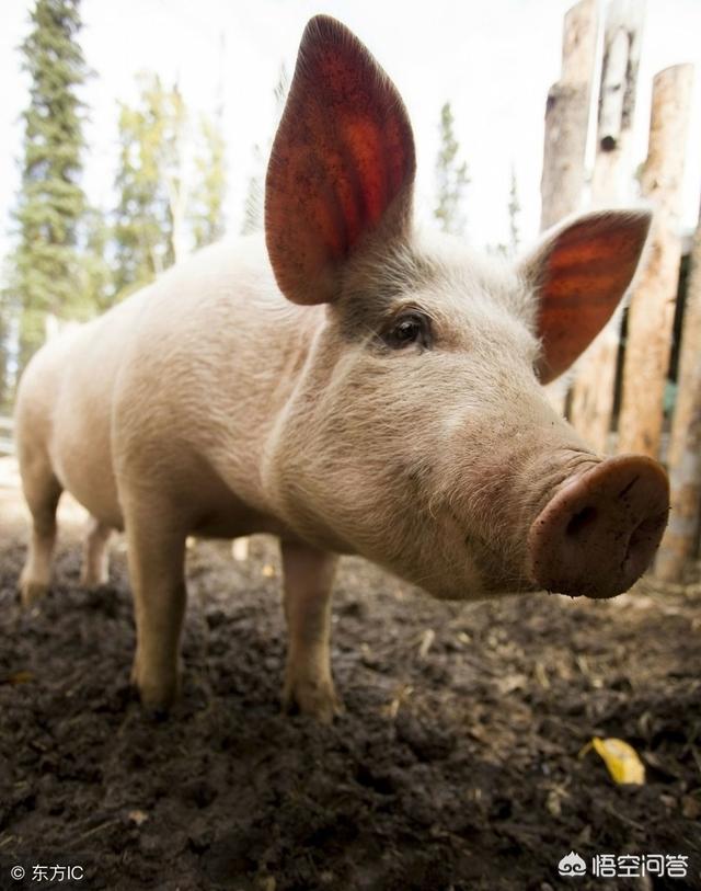 百家号登录入口
:有百度账号如何申请百家号? 第1张 百家号登录入口
:有百度账号如何申请百家号? 第1张