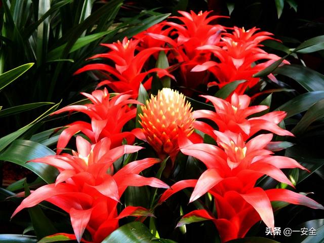 美拍大师:把照片做成视频，哪个软件最好用？  第1张