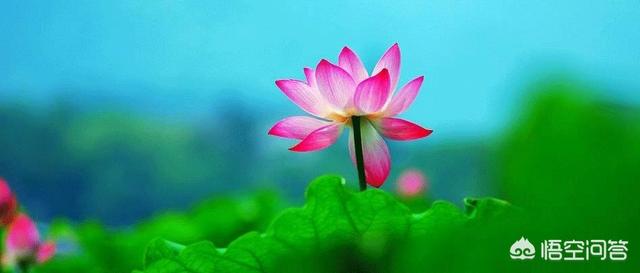 期权入门基础知识:期权基础知识有哪些？  第1张