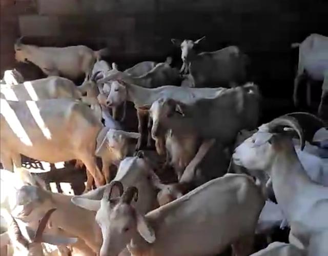 ai快剪:肉羊勤剪毛爱上膘吗？  第1张