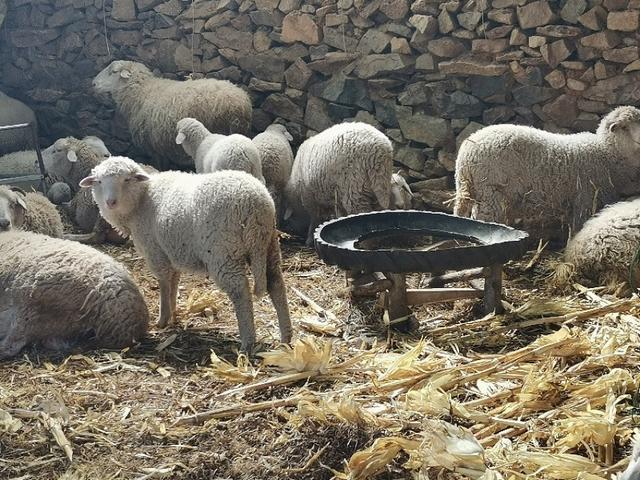 ai快剪:肉羊勤剪毛爱上膘吗？  第3张