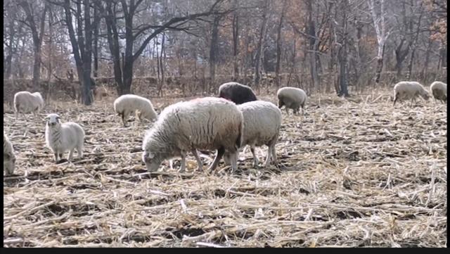 ai快剪:肉羊勤剪毛爱上膘吗？  第4张