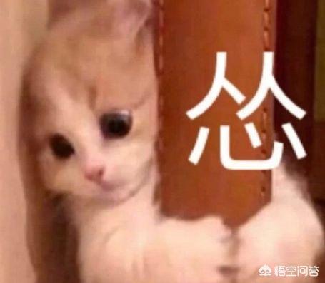 新媒体管家
:如何看待10月19日「新媒体管家」插件停服? 第6张 新媒体管家
:如何看待10月19日「新媒体管家」插件停服? 第6张