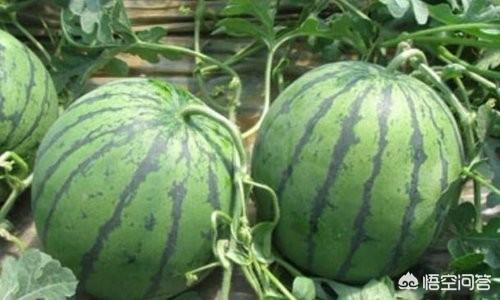 瞄准西瓜:今年南方出现了持续阴雨天气，夏季西瓜价格会不会迎来上涨？2019年种植西瓜收益如何？  第1张