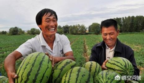 瞄准西瓜:今年南方出现了持续阴雨天气，夏季西瓜价格会不会迎来上涨？2019年种植西瓜收益如何？  第2张