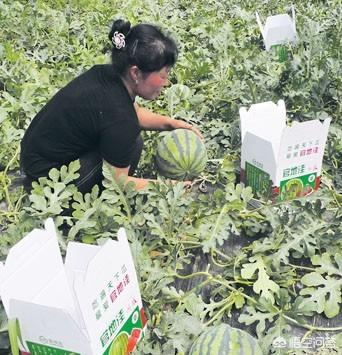 瞄准西瓜:今年南方出现了持续阴雨天气，夏季西瓜价格会不会迎来上涨？2019年种植西瓜收益如何？  第3张