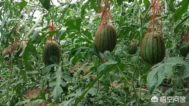 瞄准西瓜:今年南方出现了持续阴雨天气，夏季西瓜价格会不会迎来上涨？2019年种植西瓜收益如何？  第4张