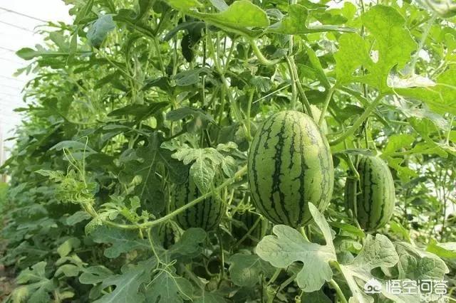 瞄准西瓜:今年南方出现了持续阴雨天气，夏季西瓜价格会不会迎来上涨？2019年种植西瓜收益如何？  第5张