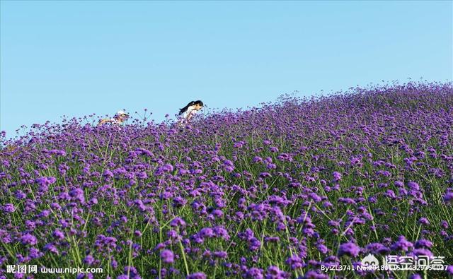 徐卓:有哪些歌背后的故事很凄惨？  第5张