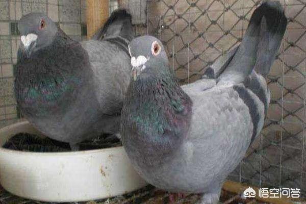 蛋解创业
:肉鸽、蛋鸽、信鸽,创业该如何选择? 第1张 蛋解创业
:肉鸽、蛋鸽、信鸽,创业该如何选择? 第1张