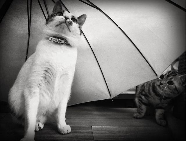 acdsee15:我们每天从上千件投稿里甄选，庞大的工作量背后是一群厉害的人们  第19张