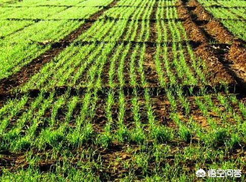 度小麦:石家地区在10度至零下2度可以种小麦吗？有什么需要注意的？  第1张