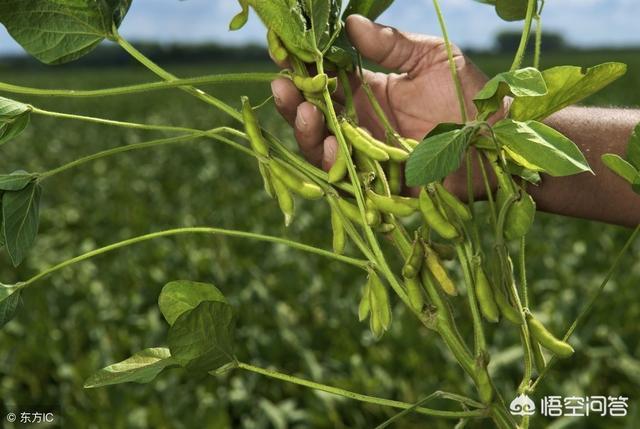 什么的豆荚
:豆子不接荚是什么原因？  第1张