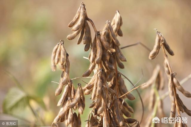什么的豆荚
:豆子不接荚是什么原因？  第2张