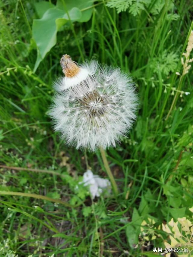 头条电脑版:今日头条手机端和电脑端有什么区别？  第1张