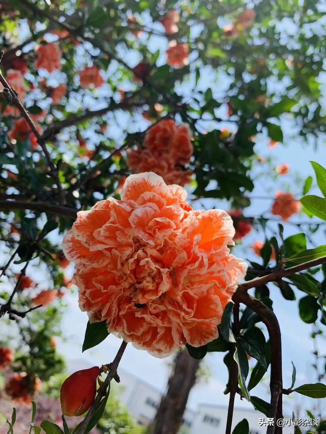 抖音直播培训:广告：教你怎样在抖音月入10万的直播课，真的有用吗？  第1张