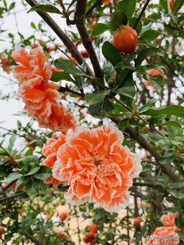 抖音直播培训:广告：教你怎样在抖音月入10万的直播课，真的有用吗？  第2张