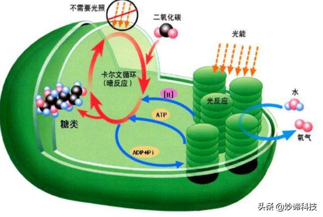 光合计划:光合作用是如何产生的？未来有哪些应用？  第1张