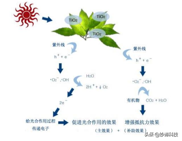 光合计划:光合作用是如何产生的？未来有哪些应用？  第2张
