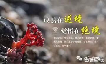 怎么成为网红:怎样才能当网红？  第1张