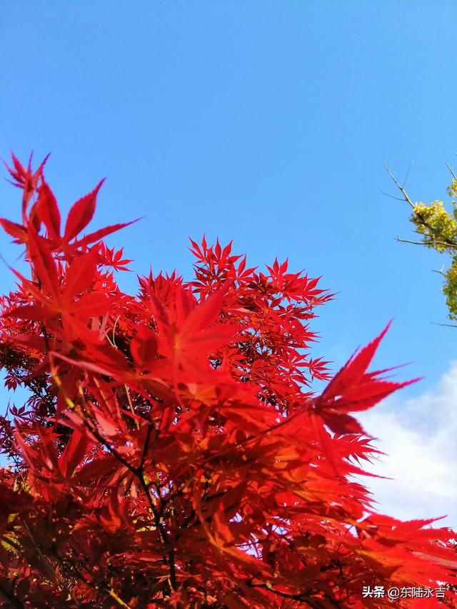 仰拍:仰拍的特点有那些？  第1张