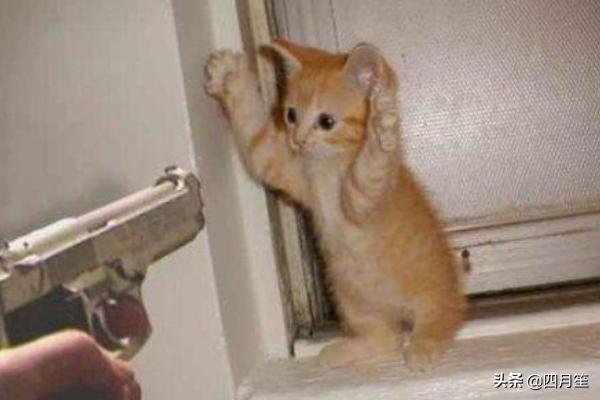 快手作品:快手上面作品有哪些分类/？  第1张