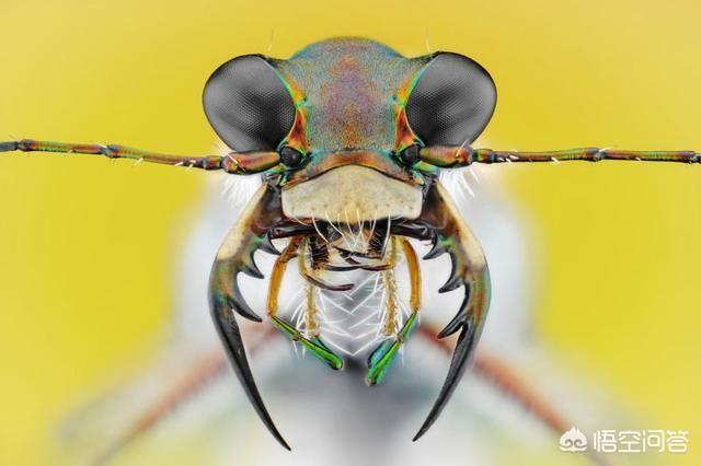 静态拍摄:什么是静物摄影？静物摄影的特点有哪些？  第1张