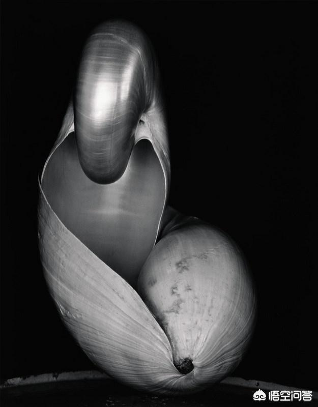 静态拍摄:什么是静物摄影？静物摄影的特点有哪些？  第5张