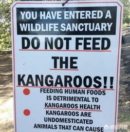 feed是什么意思:don't feed the animals，中文是啥意思？  第1张