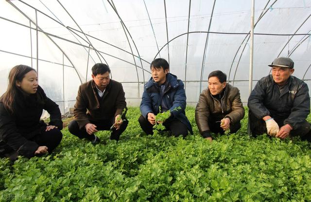 蔬菜销售:农民种的大棚蔬菜到哪里去卖？  第1张