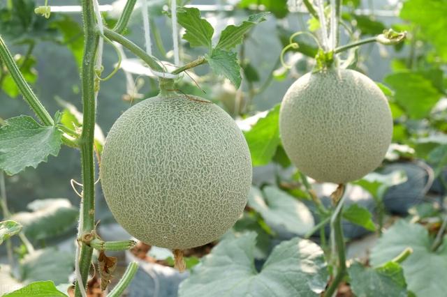 蔬菜销售:农民种的大棚蔬菜到哪里去卖？  第2张