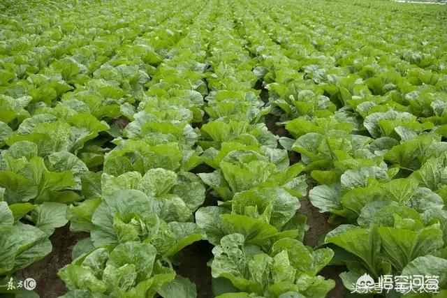寿光蔬菜网:2018年秋季蔬菜价格居高不下，是否与寿光蔬菜基地被淹有牵连？  第1张